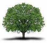 Baum